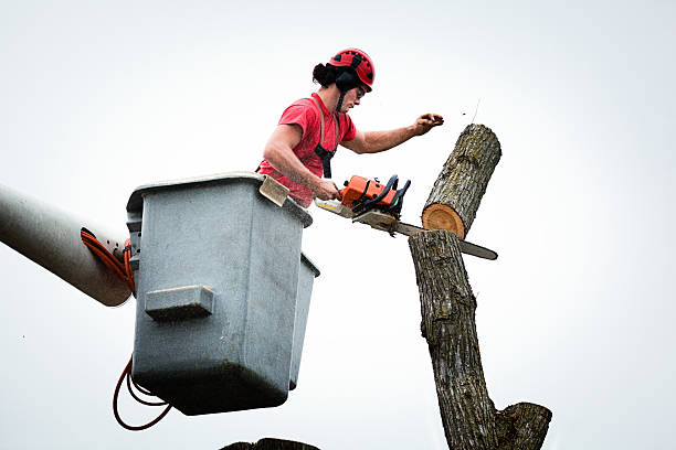 Reliable Cypress Landing, NC Tree Removal Services Solutions