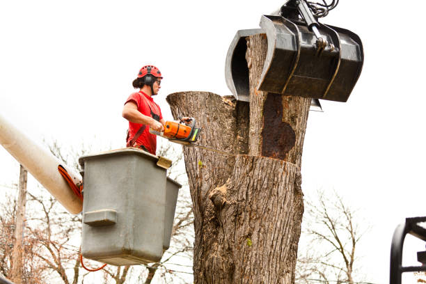 Tree and Shrub Care